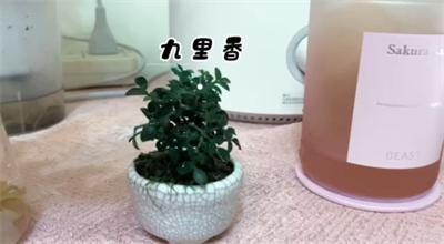 20植物养护初一3班任怡菲_Moment.jpg